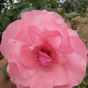 绿野飞花