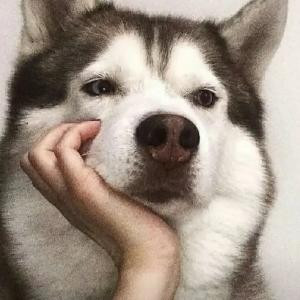 麻酱酱