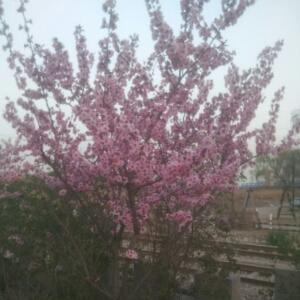 西门陵宇