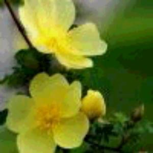 闲花淡淡春