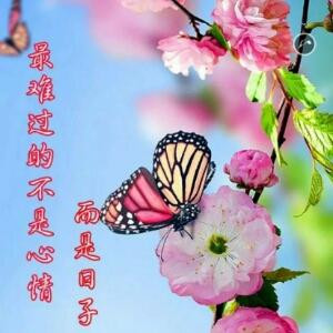 蝶儿飘飘