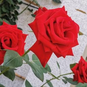 竹笔丹青＆慈郎