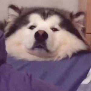 iLengM