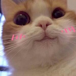 猫咪团子
