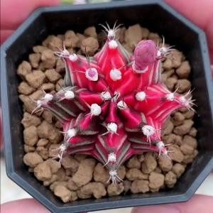 菌菌