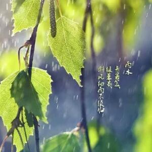 雨在沙沙下
