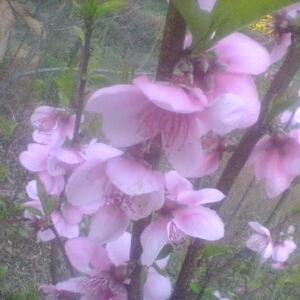 无情不似多情苦