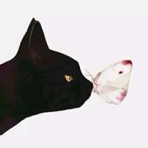 猫龙sherlock