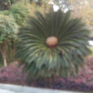 田瑶