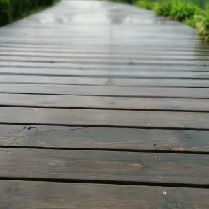 道法自然