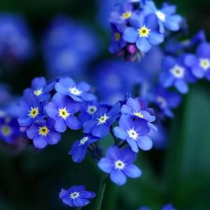 陌上花开fyt