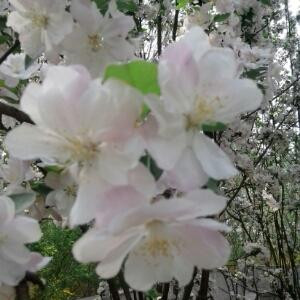 冷水泡茶