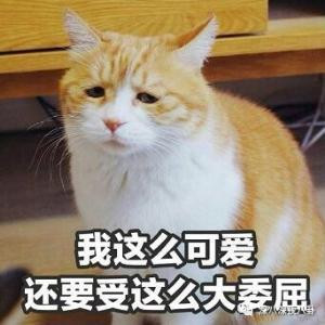 橘胖胖胖胖