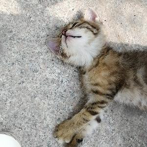 查无此人