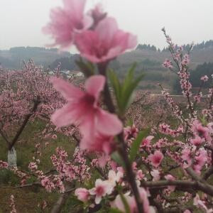 梅子