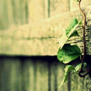 浅草为萤半夏生