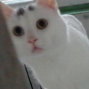 我有只傻猫