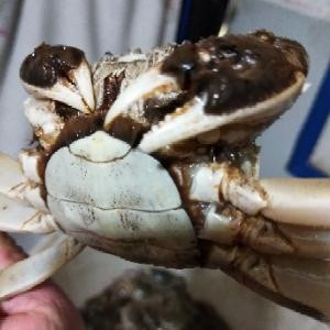 盘锦河蟹批发