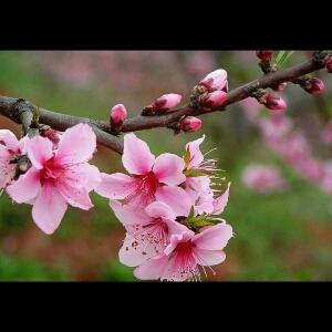桃花虞