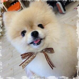 萌萌兔