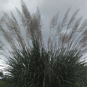 黄飞鸿