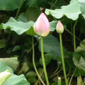 莜莜姐
