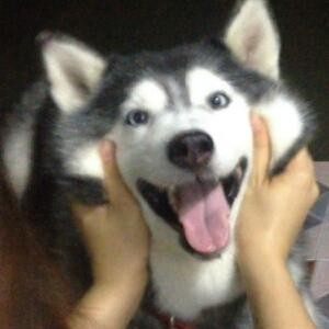佳