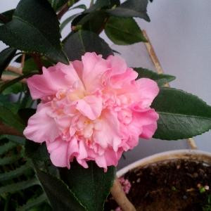 艺鸣