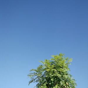 梅