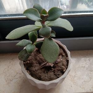 梦幻精灵