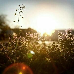 Twilight