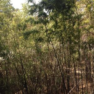 阳阳妈咪