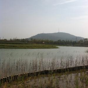 i26292331