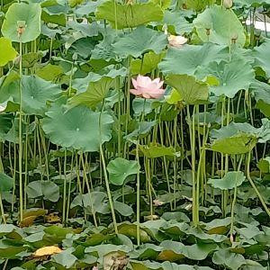 子筠梅