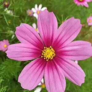 碧草缨