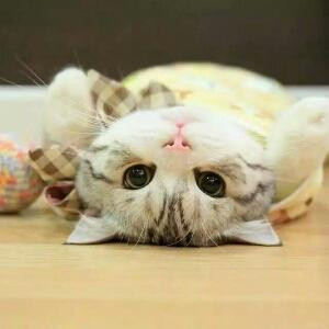 知书达理的知书