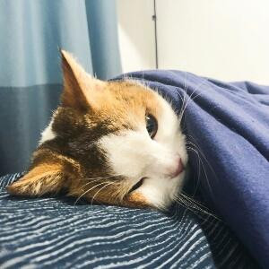荼俞