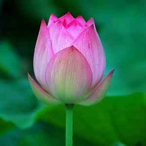 木槿