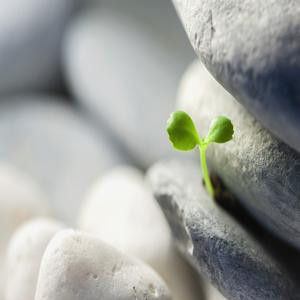 淚落ゞジ橋木。