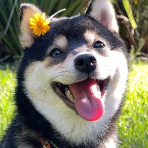 吃饭拉