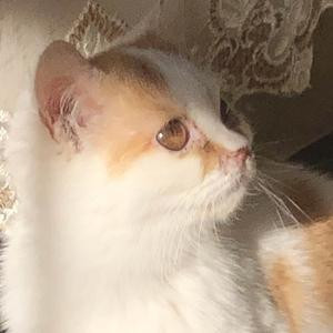 变色龙