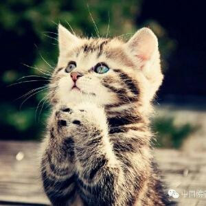 猫猫