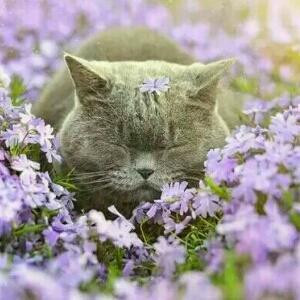 谈若清风宛如梦