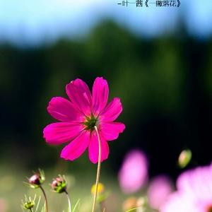 粉色
