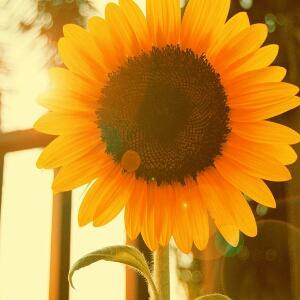 流年带不走夏伤