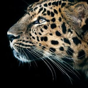 斯天下之民至焉