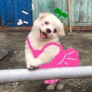 超爱毛孩子