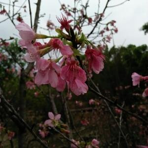 鑫