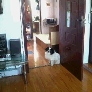 i133264450小猪