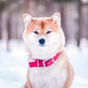 77祥云